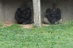 Granby-Zoo-10