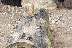 Granby-Zoo-30