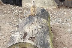 Granby-Zoo-31