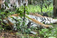 Granby-Zoo-61